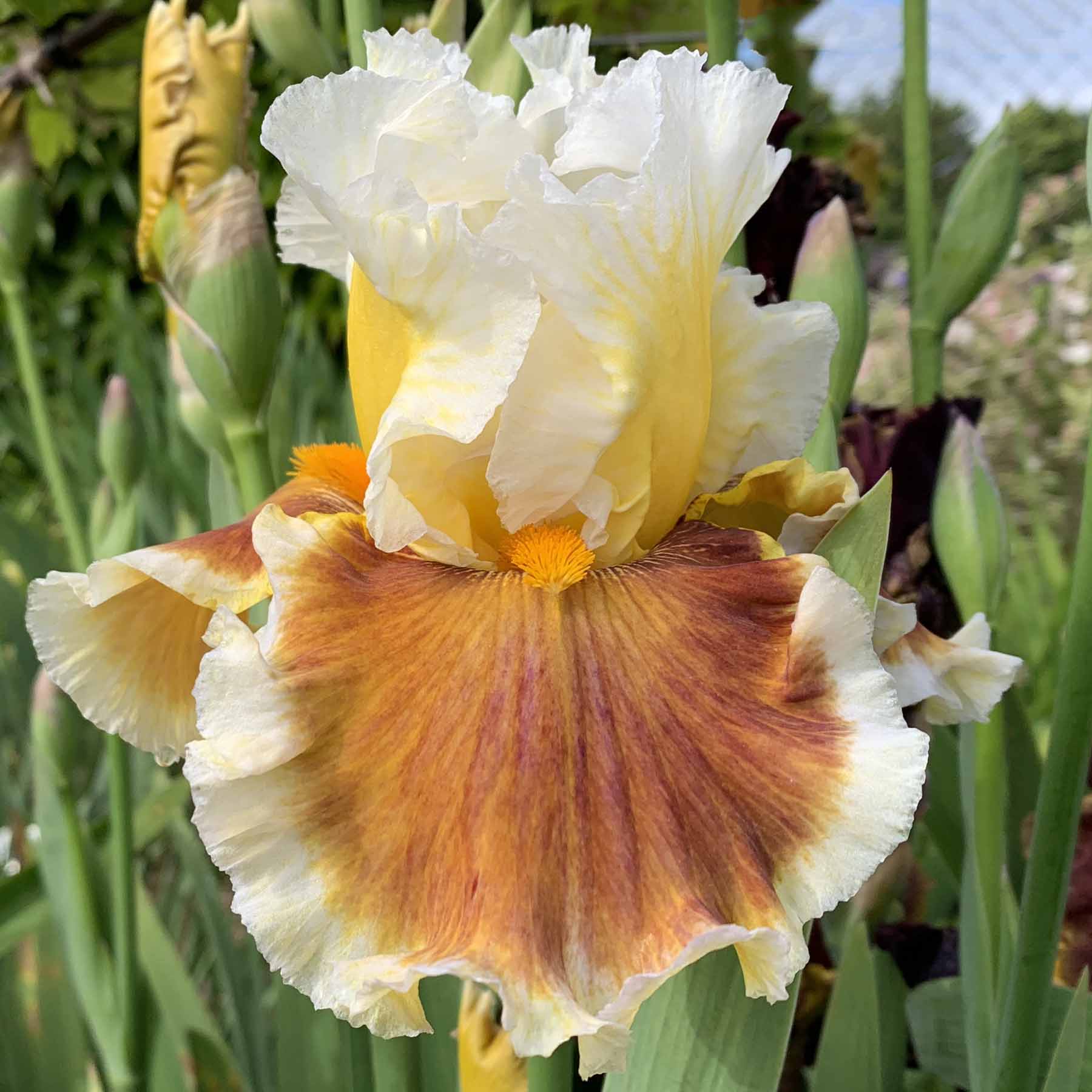 IGNITE THE LIGHTNING.jpg